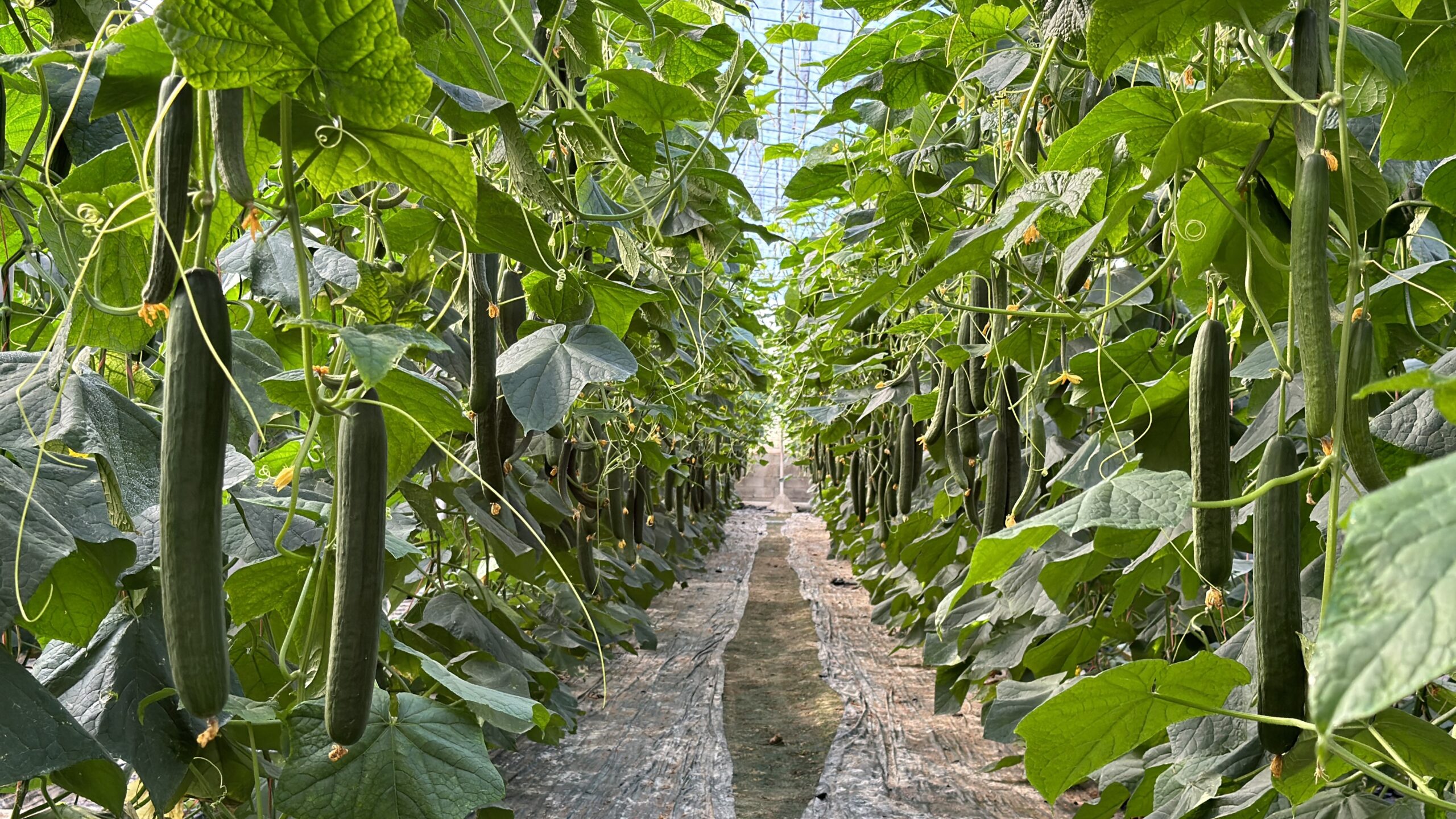 Semillas fito - VARIEDAD NAIROBI EN INVERNADERO|2.- DETALLE VARIEDAD HELSINKI|semillas fito 3.- VARIEDAD ABETO EN INVERNADERO